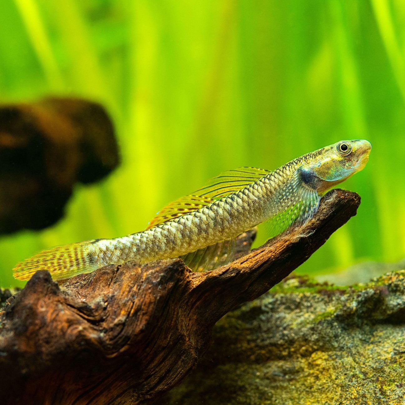 Stiphodon ornatus   Rainbowgoby